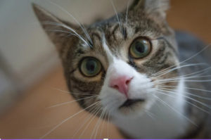 How to Deal with Cat Hairballs