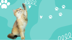 Manage Cat Shedding with Proven Tips and Techniques