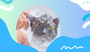 6 Essential Cat Bathing Tips