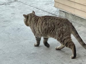 Matted Fur on Cats: Causes, Risk & Prevention