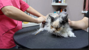 Step-by-Step Guide to Removing Matted Fur from Cat at Home