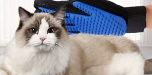 Cat Grooming Gloves FAQs