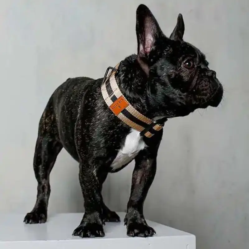The City Dog Collar
