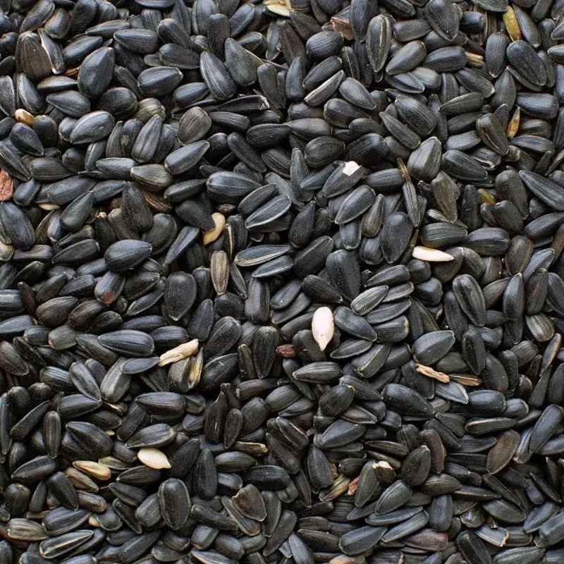 Black Oil Sunflower Seed (Leach Grain & Milling) - Premium Sunflower Seeds Bird Feed