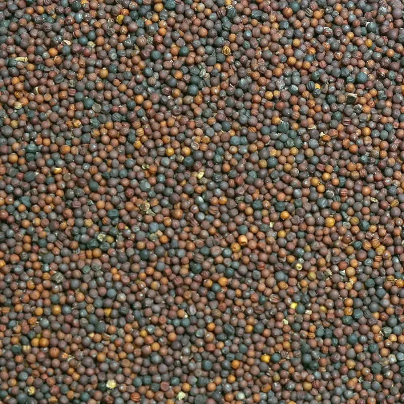 Black Rape Seed (Leach Grain & Milling) Premium Black Rapeseed/Canola Bird Seed