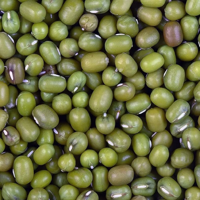 5 lbs Mung Beans (Leach Grain & Milling) Nutritious Mung Beans for Pigeons