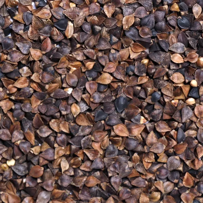 Buckwheat (Leach Grain & Milling) Premium Bird Feed/Pigeon Feed
