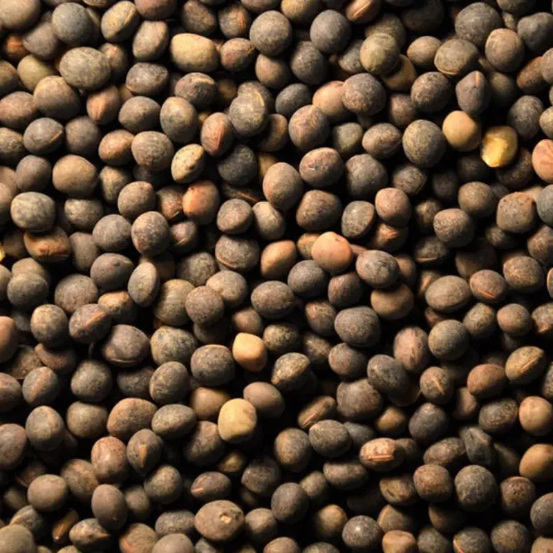 Vetch Peas (Leach Grain & Milling) High-Protein Premium Bird Food Supplement