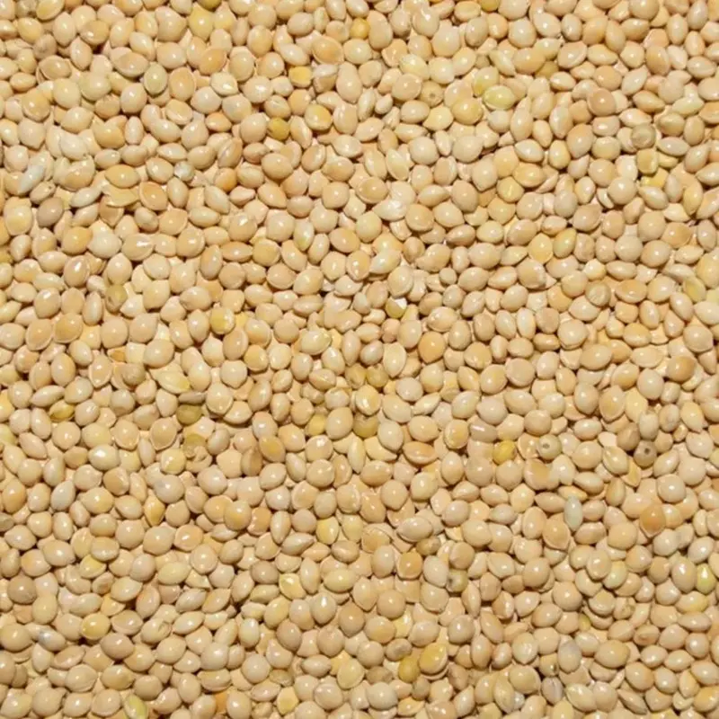 White Millet (Leach Grain & Milling) White Millet Seed for Pigeons & Doves