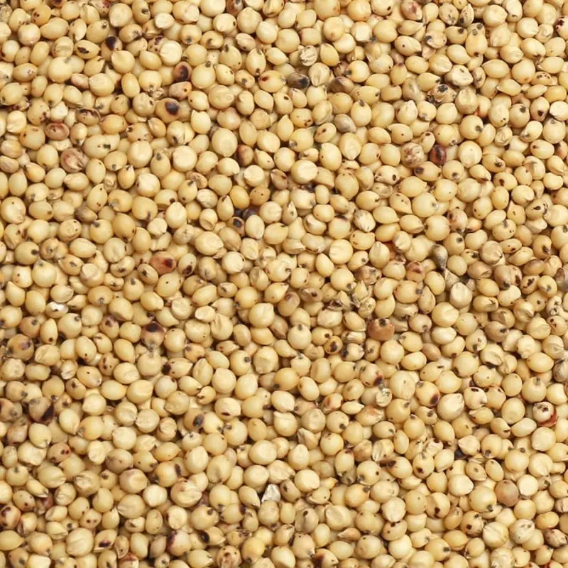 White Milo (Leach Grain & Milling) Milo Seed for Birds/Premium Birdseed