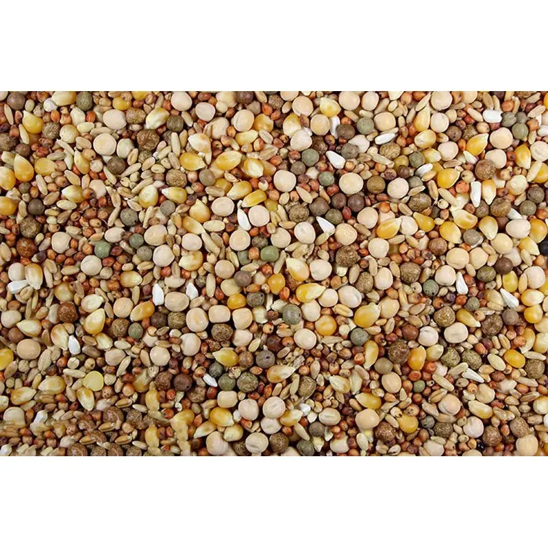 16% Race Plus Probiotics (Leach Grain) Racing Pigeon Feed With Probiotics
