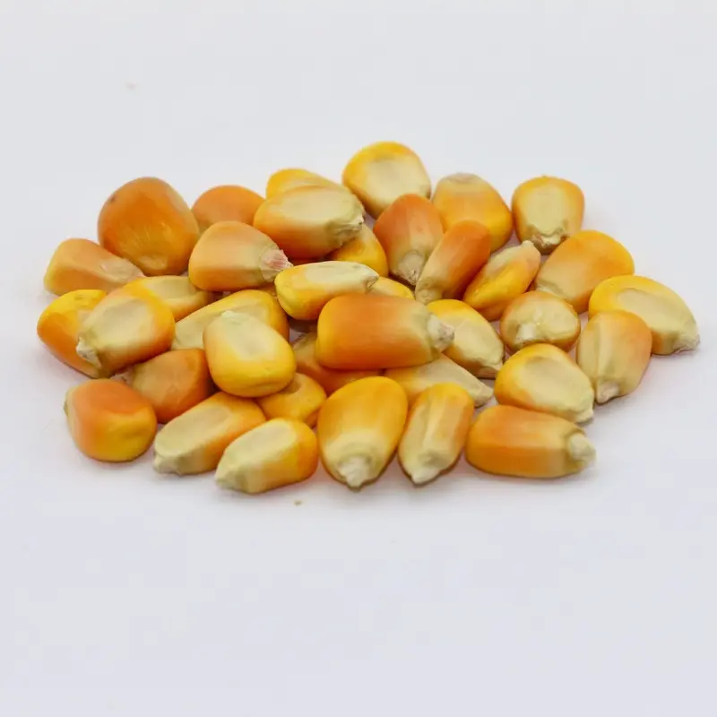 Whole Corn (Leach Grain & Milling) Whole Corn Feed for Chickens & Pigeons