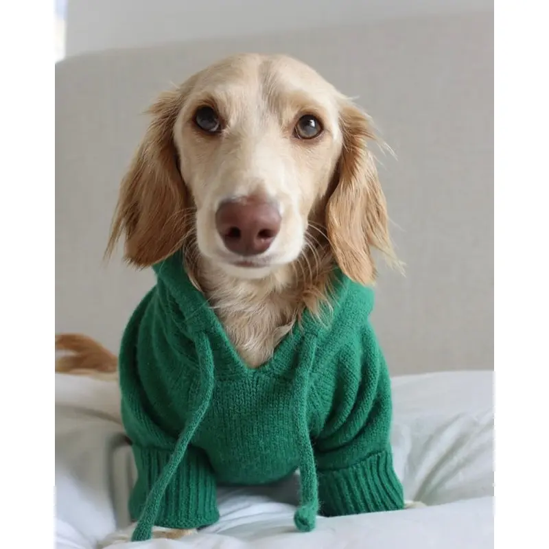 Venice Kelly Green Dog Hoodie