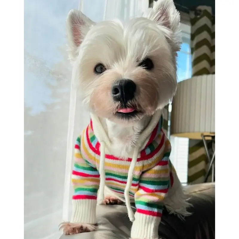 Venice Multi Stripe Dog Hoodie