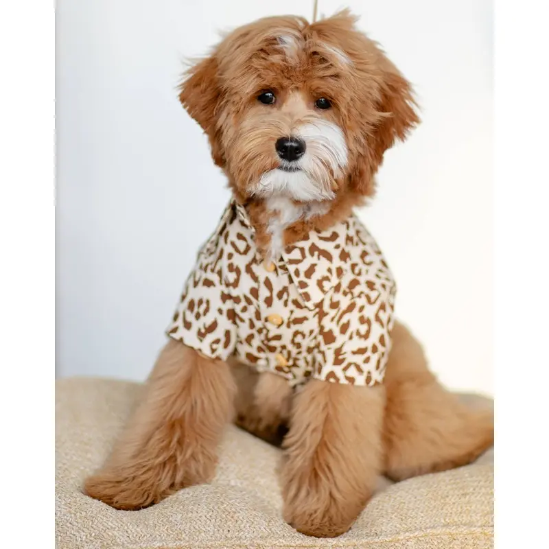 Walk on the Wild Side Leopard Button-Up