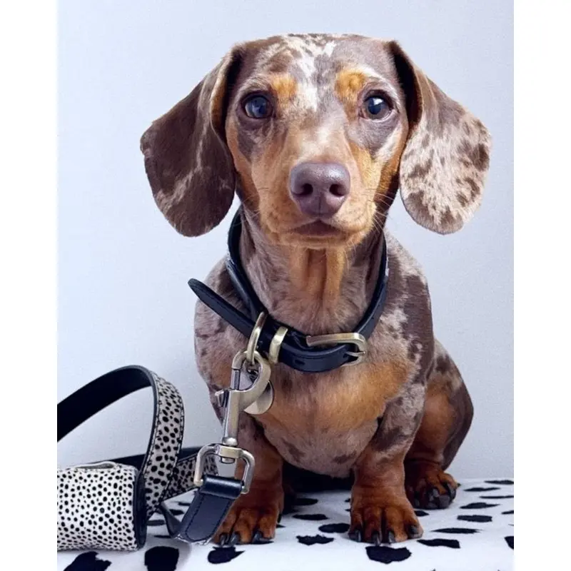 Wylde Black Spotted Walk Kit, Collar + Leash