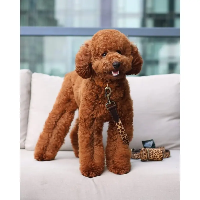 Wylde Brown Spotted Walk Kit, Waste Bag + Leash
