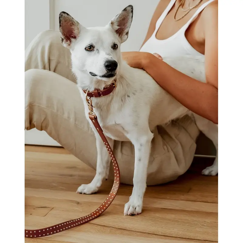 What A Stud Tan Leather Walk Kit, Collar + Leash
