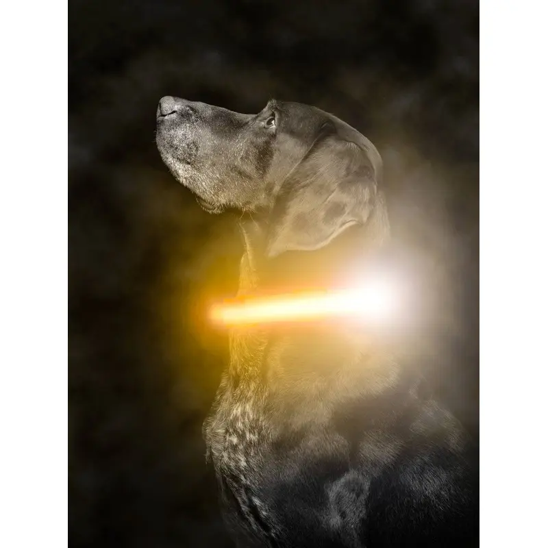 Mighty Paw - LED Dog Collar for Enhanced Visibility and Safety