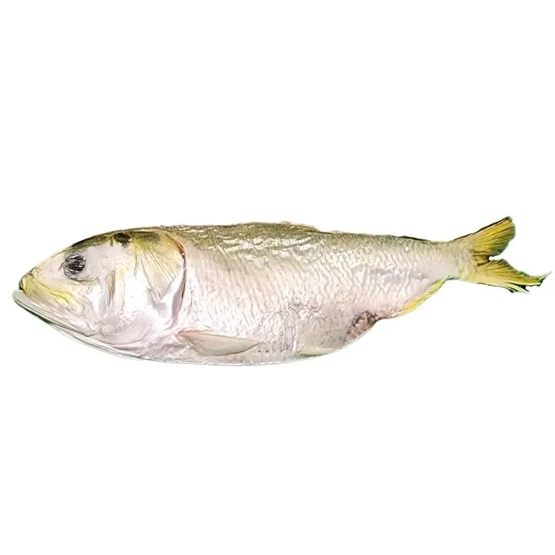 Freeze Dried Menhaden Small 1 LB Bulk