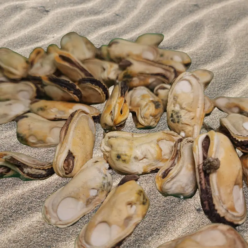 Freeze Dried New Zealand Green Mussel