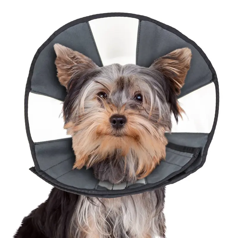 ZenCone Soft Recovery Collar with Windows by ZENPET for Comfortable Pet Healing