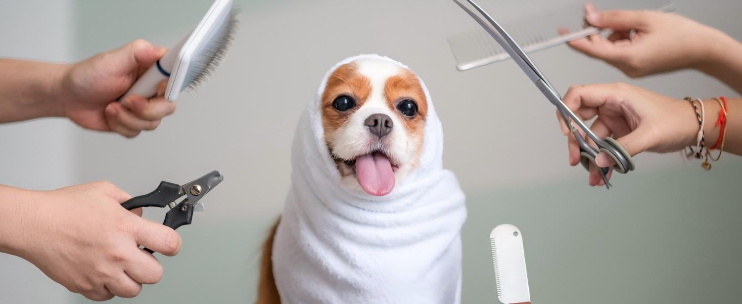 Pet Grooming Supplies Sale | Brushes, Clippers & Care Kits at Discount Prices